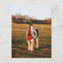 Search for draught postcards Pinto