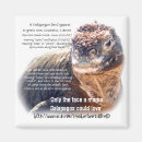 Search for galapagos magnets Iguana
