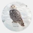 Search for snowy owl stickers Bird