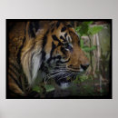 Search for wildlife lover posters Tigers