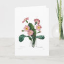 Search for primula cards Watercolor