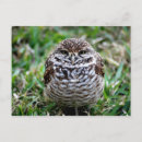 Search for burrows cards invites Photography
