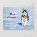 Search for husky puppy postcards Snow