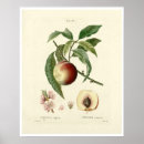 Search for fruit tree posters Illustration