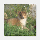 Search for shelties magnets Canine