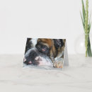 Search for english bulldog cards Photography