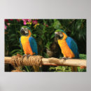 Search for beaks art Tropical