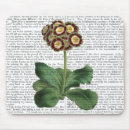 Search for primula Flowers