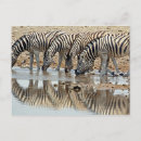 Search for zebra postcards National park
