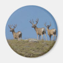 Search for buck deer magnets Outdoors