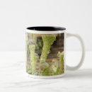 Search for lichen mugs Nobody