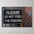 Search for pigeons posters Urban