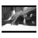 Search for cat lying down posters Kitten