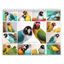 Search for parrot calendars Colourful