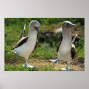 Search for footed posters Booby