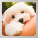 Search for animals hugging posters Dogs