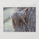 Search for cute squirrel pictures postcards Tree