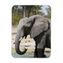 Search for game reserve magnets Elephant