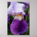 Search for raindrop posters Flower