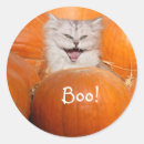 Search for thanksgiving cat stickers Pumpkin