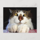 Search for eis postcards Funny
