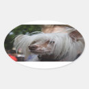 Search for chinese crested dog stickers Hairless