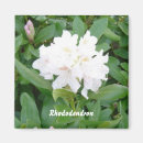Search for rhododendrons magnets Plant