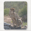 Search for big cats electronics Spots