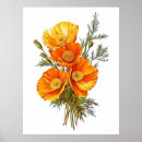 Search for botanical poppy illustration art Nature