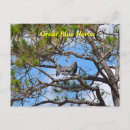 Search for blue heron postcards Wildlife