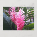 Search for hanauma postcards Hawaii