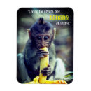 Search for monkey picture magnets Animal