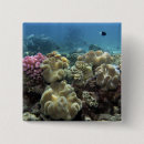 Search for barrier badges Queensland