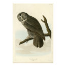 Search for great grey owl art Illustration