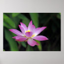 Search for eye catching posters Nature