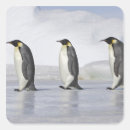Search for emperor penguin stickers Animal
