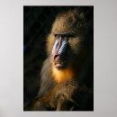 Search for mandrill posters Monkey