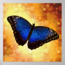 Search for morpho posters Gold