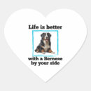 Search for berne stickers Dog