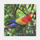 Search for macaws magnets Animal