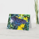 Search for swallowtail cards Butterfly