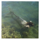 Search for mermaid tail tiles Swimming