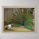 Search for hey art Wildlife