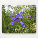 Search for iris garden electronics Plant