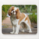 Search for charles spaniel mousepads Ruby