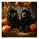 Search for newfoundland puppy posters Animal