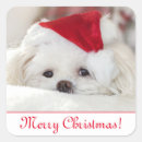 Search for fluffy dog stickers Pet