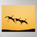 Search for bosque del apache art Wildlife
