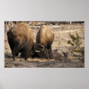 Search for buffalo head art Bison