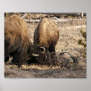 Search for buffalo head art Bison